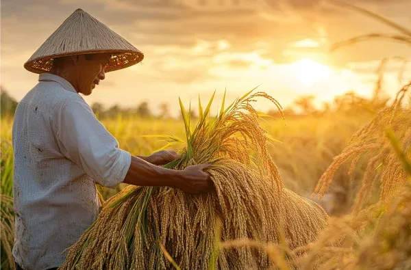 ข้าวจากเกษตรกรไทย